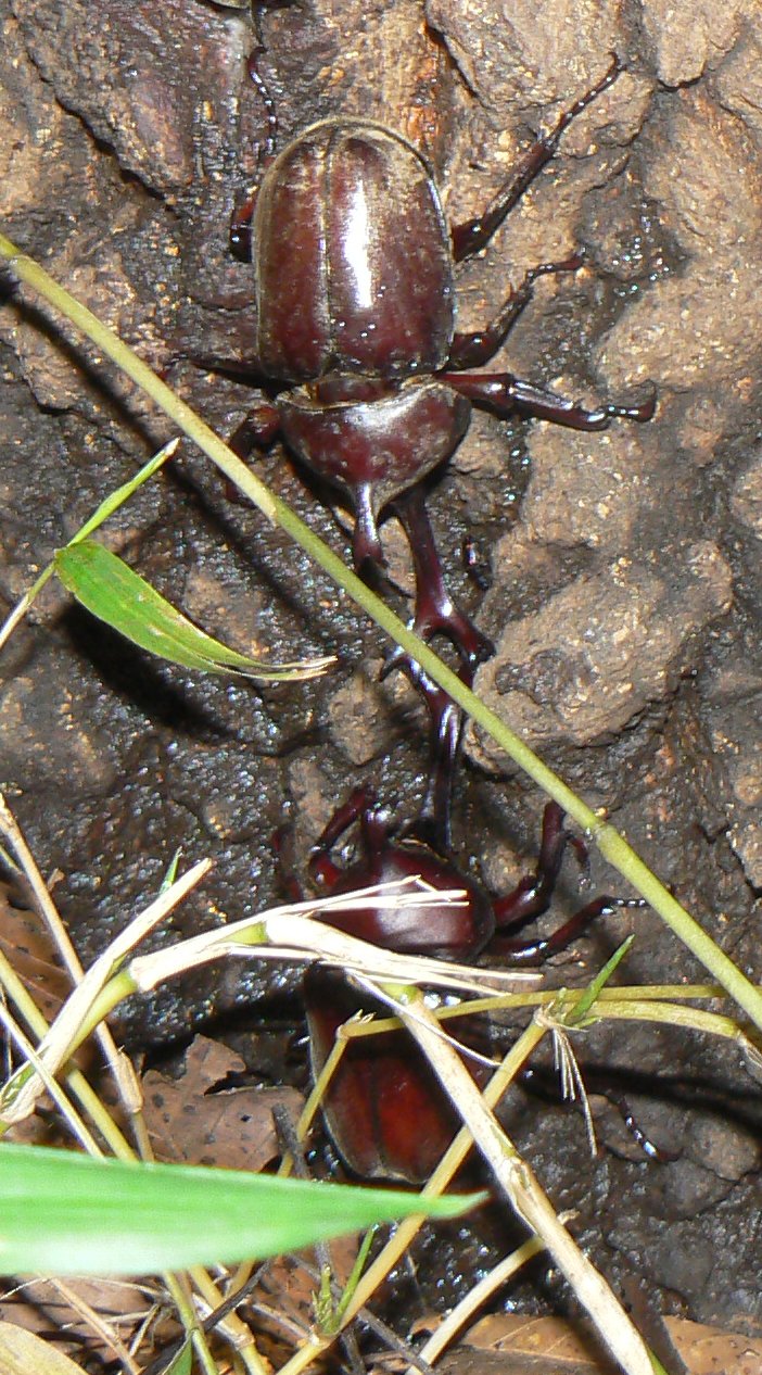 夏東京場所 横綱対決_200724